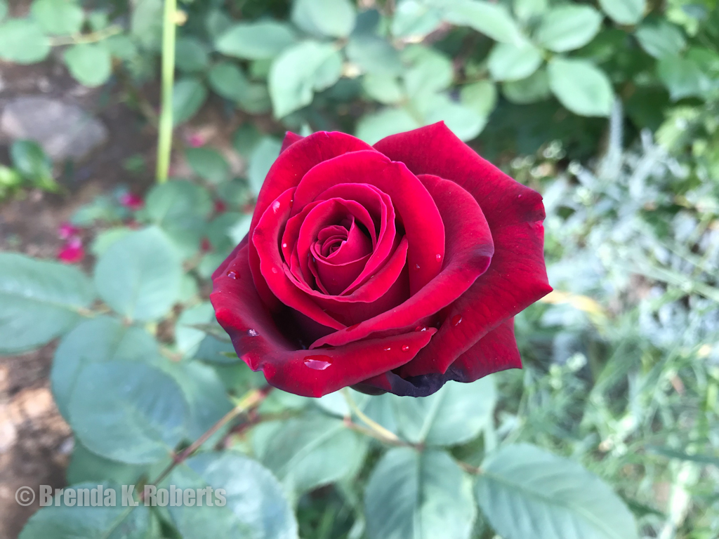 Grandma's deep red velvet rose