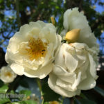 “City of York” rambler rose