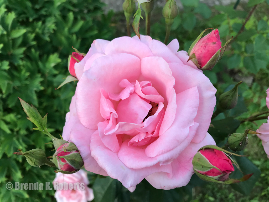 Grandma's pink rose