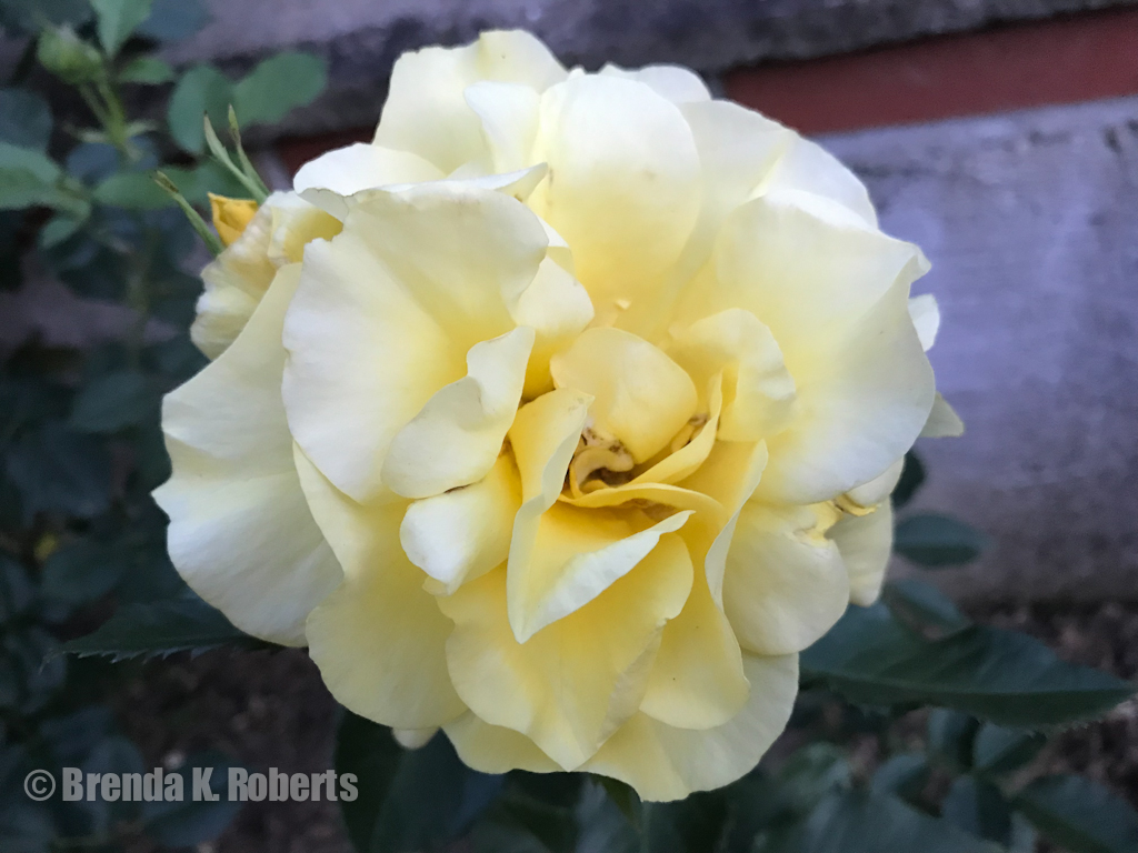 Grandma's yellow rose