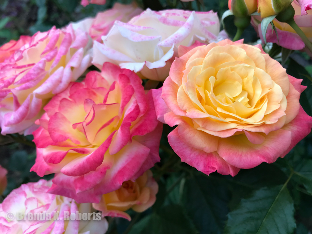 “Gartenspas” yellow with red edges floribunda rose