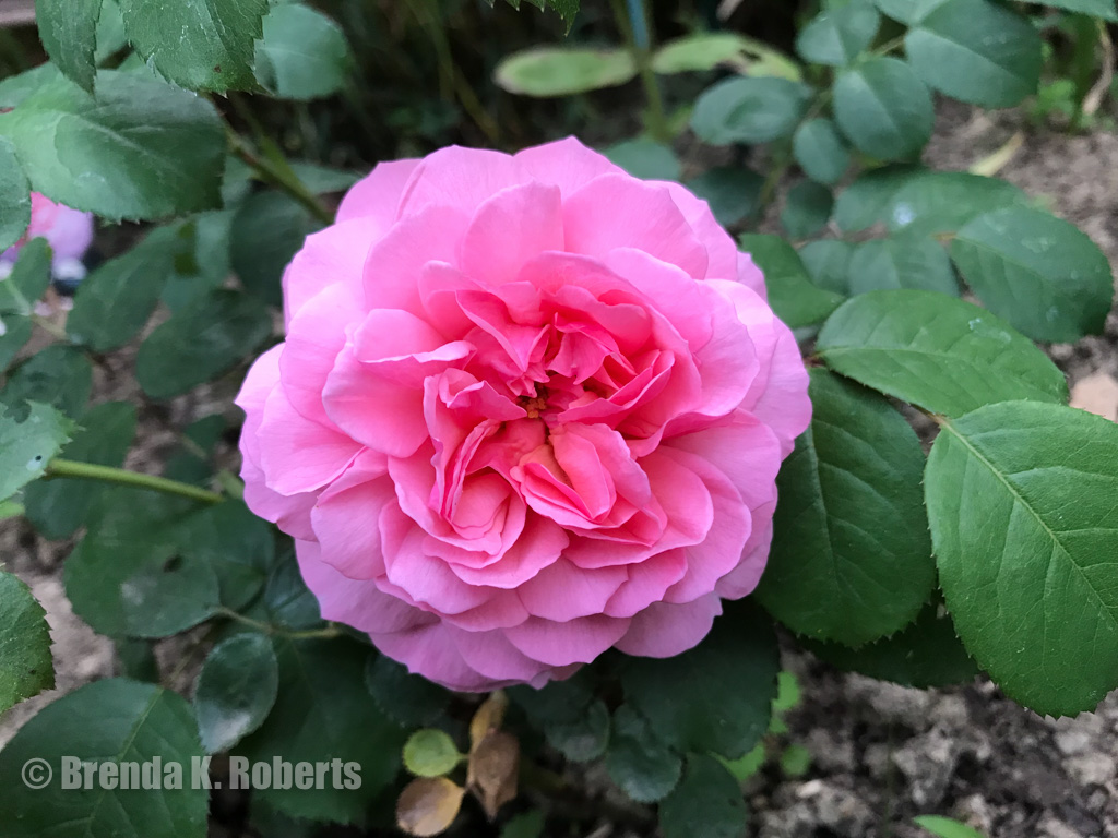 "Euwige Passie" Rose magenta pink
