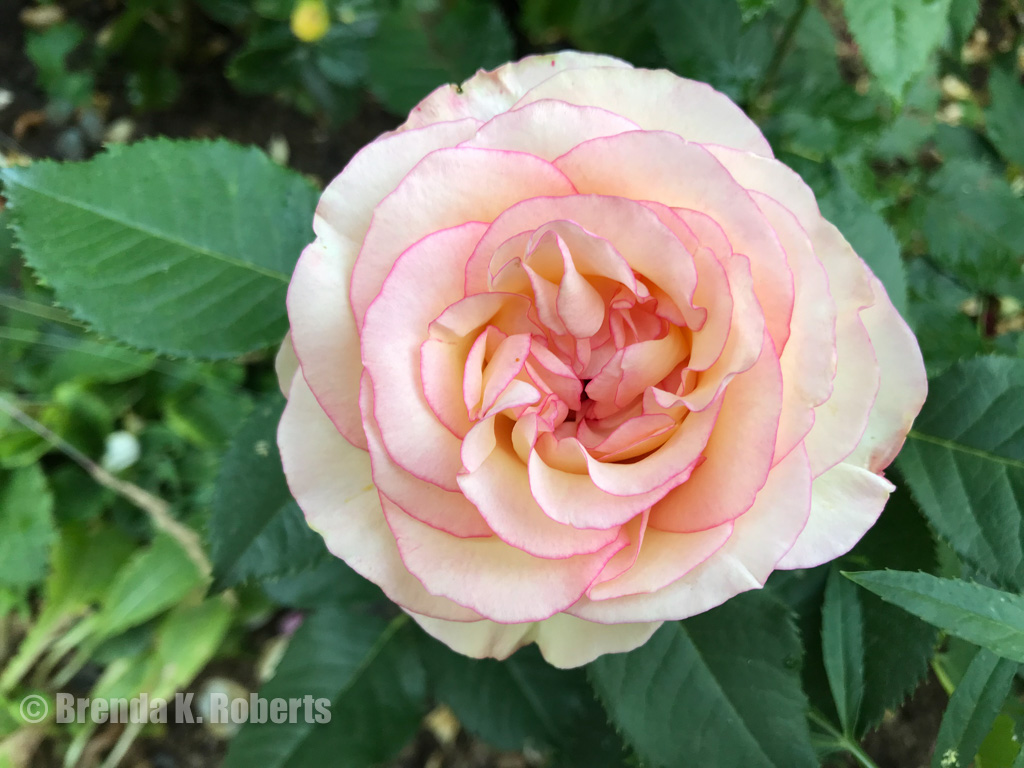"Perfume Kisses" Rose white with pink edges