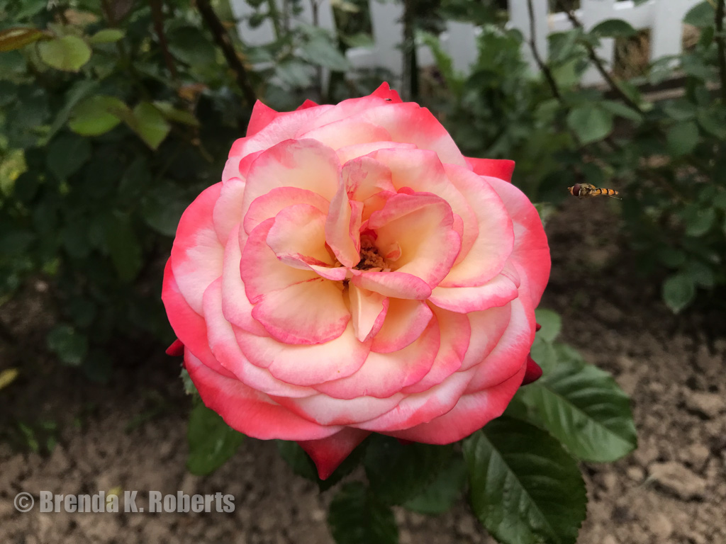 "Nostalgie Rose" ? white with pink edges